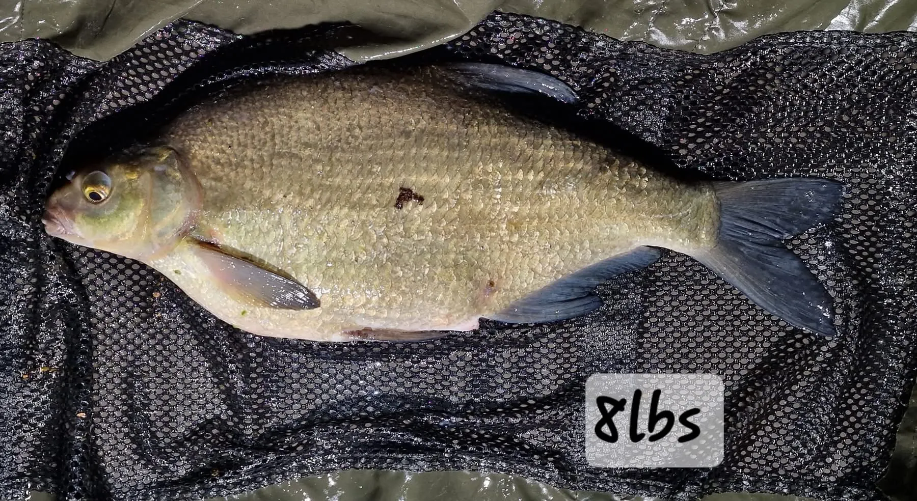 Bream