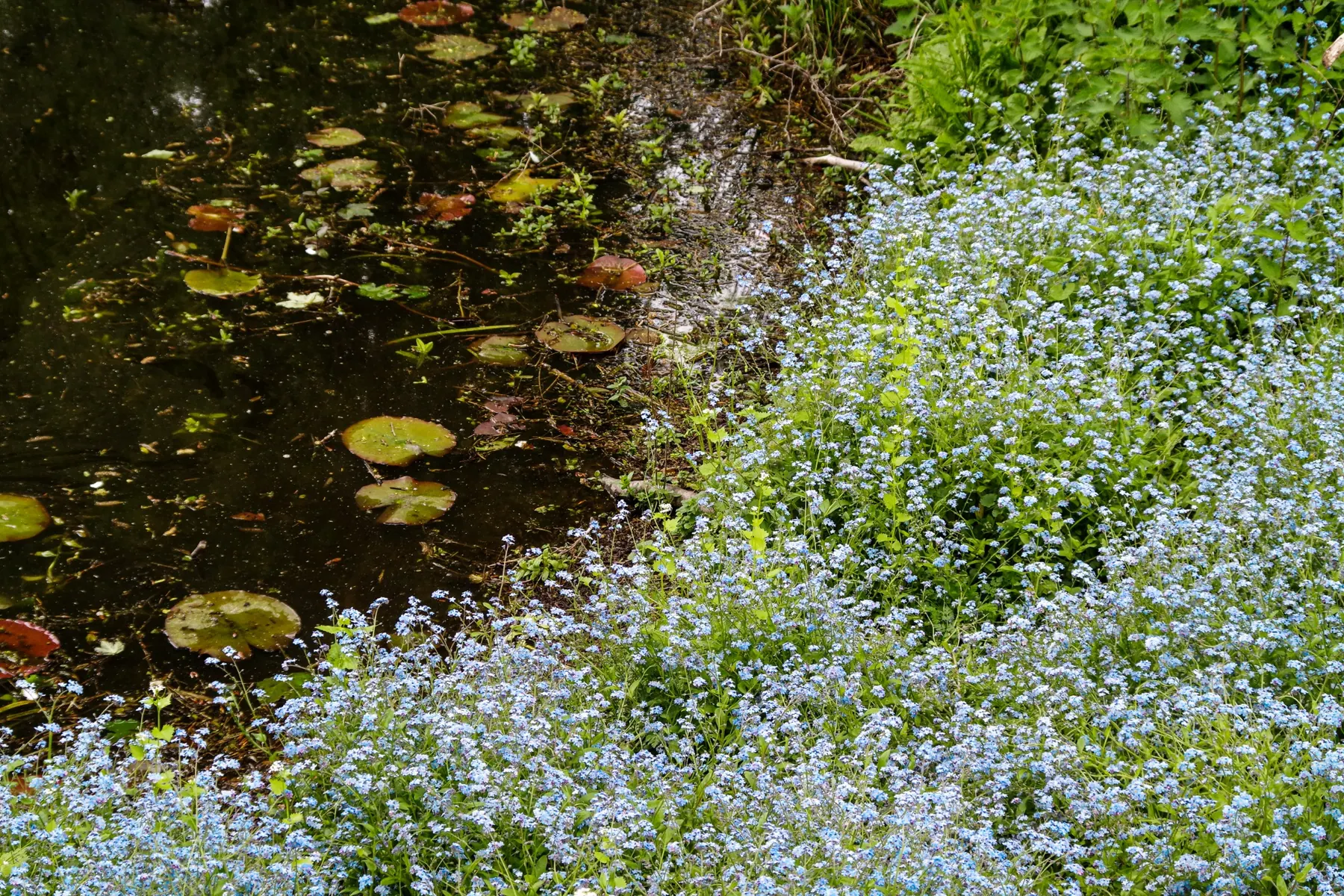 Wildflowers beside the water