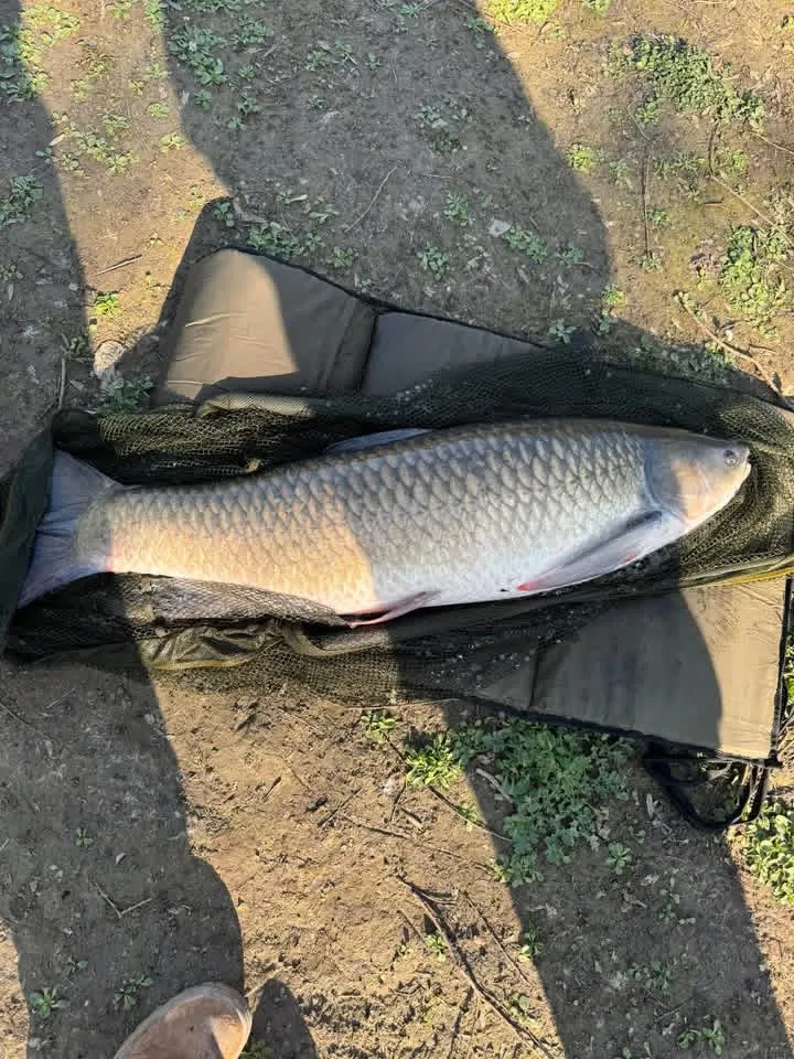 Grass carp